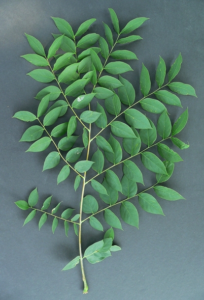 {Gymnocladus dioicus}